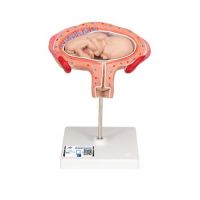 3B Scientific anatomisch model uterus met foetus 4e maand