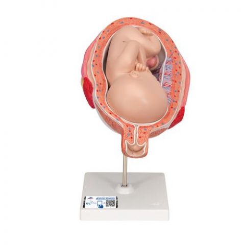 3B Scientific anatomisch model uterus met foetus 7e maand