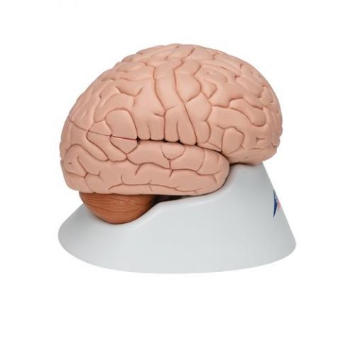 3B Scientific anatomisch model 8-delig model hersenen