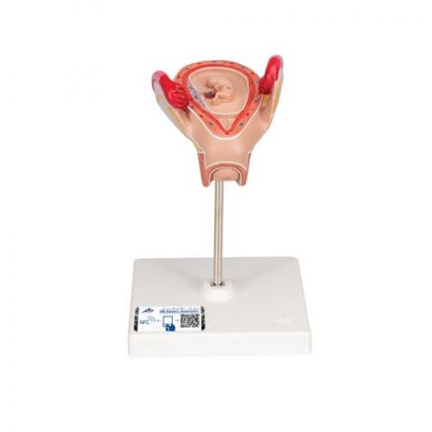 3B Scientific anatomisch model uterus met embryo 2e maand