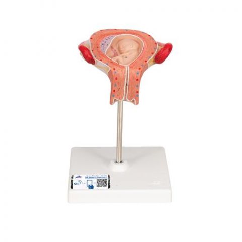 3B Scientific anatomisch model uterus met foetus 3e maand