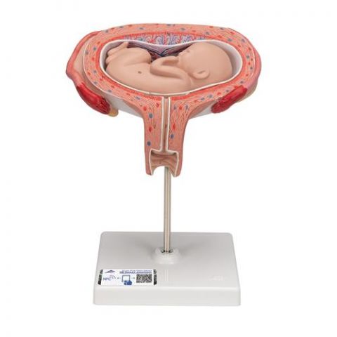 3B Scientific anatomisch model uterus met foetus 5e maand