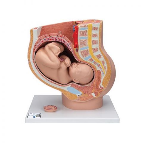 3B Scientific anatomisch model uterus met foetus 9e maand