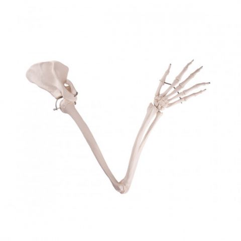 3B Scientific arm skelet met scapula en clavicula