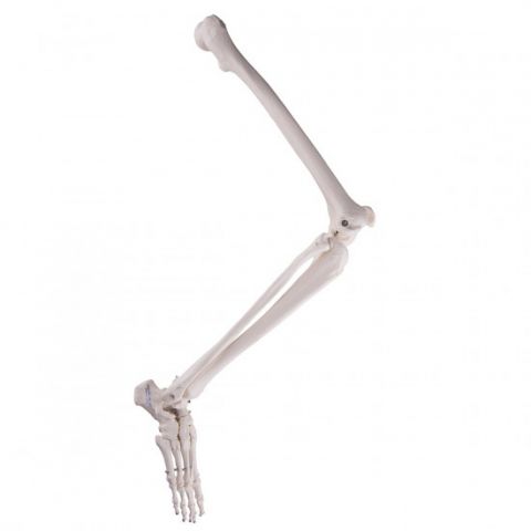 3B Scientific been skelet met voet