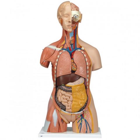 3B Scientific menselijke torso spieren model deluxe