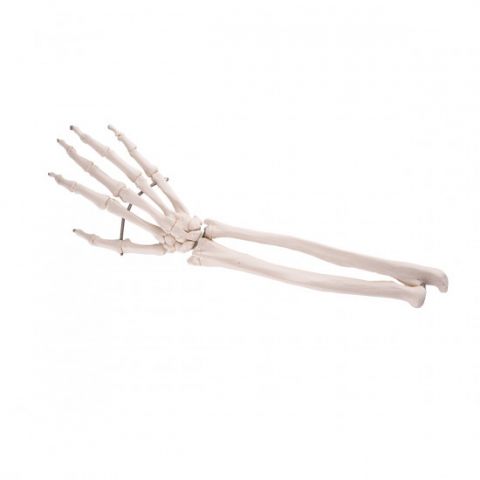 3B Scientific onderarm skelet met positie ulna en radius