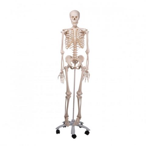 3B Scientific skelet op statief model Stan