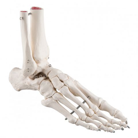 3B Scientific voet skelet met enkel deel tibia en fibula